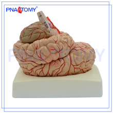 PNT-0611 9 Teile abnehmbares Gehirn mit Arterien am Kopf, Kopfmodell, Gehirnmodell